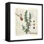 Rosemary Herb-Tina Lavoie-Framed Stretched Canvas