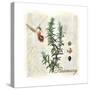 Rosemary Herb-Tina Lavoie-Stretched Canvas