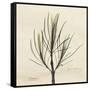 Rosemary Moment-Albert Koetsier-Framed Stretched Canvas