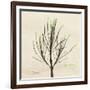 Rosemary Moment-Albert Koetsier-Framed Premium Giclee Print