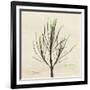 Rosemary Moment-Albert Koetsier-Framed Premium Giclee Print