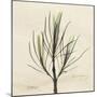 Rosemary Moment-Albert Koetsier-Mounted Art Print