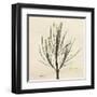 Rosemary on Beige-Albert Koetsier-Framed Art Print