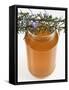 Rosemary (Rosmarinus Officinalis) Honey in Jar-Nico Tondini-Framed Stretched Canvas
