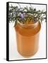 Rosemary (Rosmarinus Officinalis) Honey in Jar-Nico Tondini-Framed Stretched Canvas