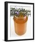Rosemary (Rosmarinus Officinalis) Honey in Jar-Nico Tondini-Framed Photographic Print