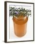 Rosemary (Rosmarinus Officinalis) Honey in Jar-Nico Tondini-Framed Photographic Print