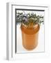 Rosemary (Rosmarinus Officinalis) Honey in Jar-Nico Tondini-Framed Premium Photographic Print