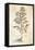 Rosemary, Rosmarinus Officinalis (Rosmarinus), 1542-null-Framed Stretched Canvas