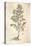 Rosemary, Rosmarinus Officinalis (Rosmarinus), 1542-null-Stretched Canvas