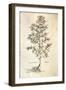 Rosemary, Rosmarinus Officinalis (Rosmarinus), 1542-null-Framed Giclee Print