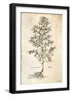 Rosemary, Rosmarinus Officinalis (Rosmarinus), 1542-null-Framed Giclee Print