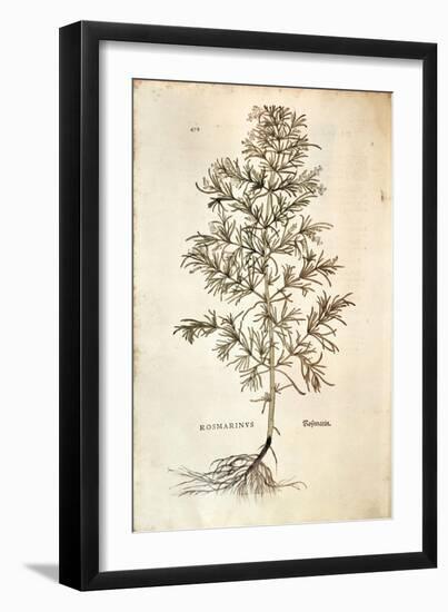 Rosemary, Rosmarinus Officinalis (Rosmarinus), 1542-null-Framed Giclee Print