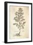 Rosemary, Rosmarinus Officinalis (Rosmarinus), 1542-null-Framed Giclee Print