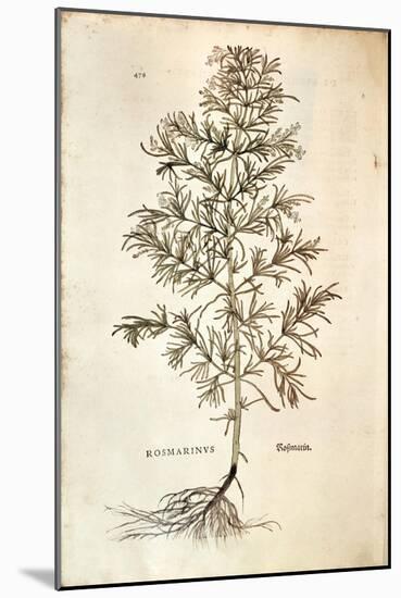 Rosemary, Rosmarinus Officinalis (Rosmarinus), 1542-null-Mounted Giclee Print