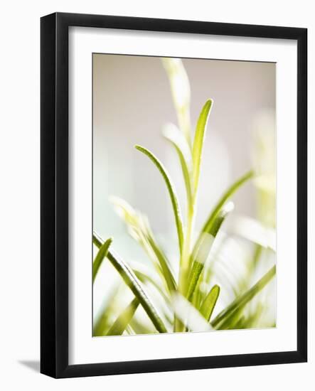 Rosemary-null-Framed Premium Photographic Print