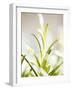 Rosemary-null-Framed Premium Photographic Print