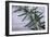 Rosemary-Maxine Adcock-Framed Premium Photographic Print