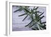 Rosemary-Maxine Adcock-Framed Premium Photographic Print