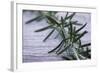 Rosemary-Maxine Adcock-Framed Premium Photographic Print