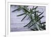 Rosemary-Maxine Adcock-Framed Photographic Print