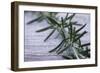 Rosemary-Maxine Adcock-Framed Photographic Print