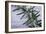 Rosemary-Maxine Adcock-Framed Photographic Print