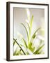 Rosemary-null-Framed Photographic Print