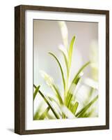 Rosemary-null-Framed Photographic Print