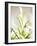 Rosemary-null-Framed Photographic Print