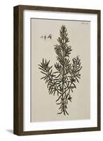 Rosemary-Elizabeth Blackwell-Framed Giclee Print