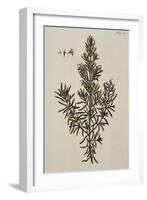 Rosemary-Elizabeth Blackwell-Framed Giclee Print