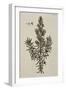 Rosemary-Elizabeth Blackwell-Framed Giclee Print