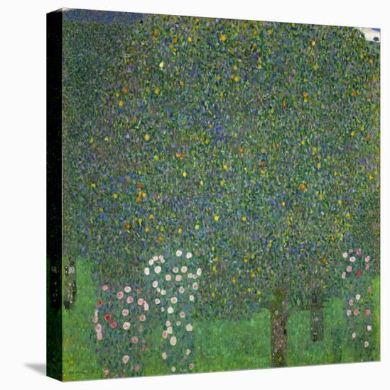 Rosen unter Bäumen. Um 1904-Gustav Klimt-Stretched Canvas