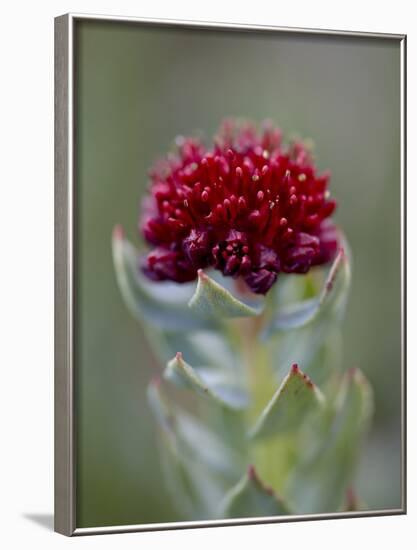 Roseroot (King's Crown) (Sedum Rosea), Mount Evans, Colorado-James Hager-Framed Photographic Print