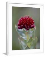 Roseroot (King's Crown) (Sedum Rosea), Mount Evans, Colorado-James Hager-Framed Photographic Print