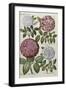 Roses, 17th Century-null-Framed Giclee Print