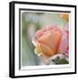 Roses 2-Florence Delva-Framed Limited Edition