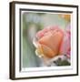 Roses 2-Florence Delva-Framed Limited Edition