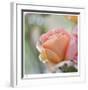 Roses 2-Florence Delva-Framed Limited Edition