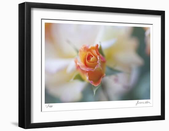 Roses 3-Florence Delva-Framed Limited Edition