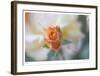 Roses 3-Florence Delva-Framed Limited Edition