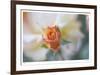 Roses 3-Florence Delva-Framed Limited Edition