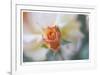 Roses 3-Florence Delva-Framed Limited Edition