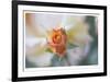 Roses 3-Florence Delva-Framed Limited Edition