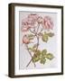 Roses,Abraham Darby, 2012-Joan Thewsey-Framed Giclee Print