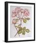 Roses,Abraham Darby, 2012-Joan Thewsey-Framed Giclee Print