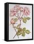 Roses,Abraham Darby, 2012-Joan Thewsey-Framed Stretched Canvas
