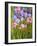 Roses and Irises in the Garden,2003-Joan Thewsey-Framed Giclee Print