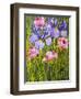 Roses and Irises in the Garden,2003-Joan Thewsey-Framed Premium Giclee Print